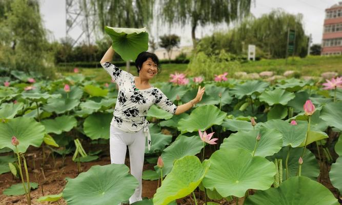 荷花池塘养鱼的技巧与方法（打造宜居池塘，畅养健康鱼儿）-第2张图片-绿意生活