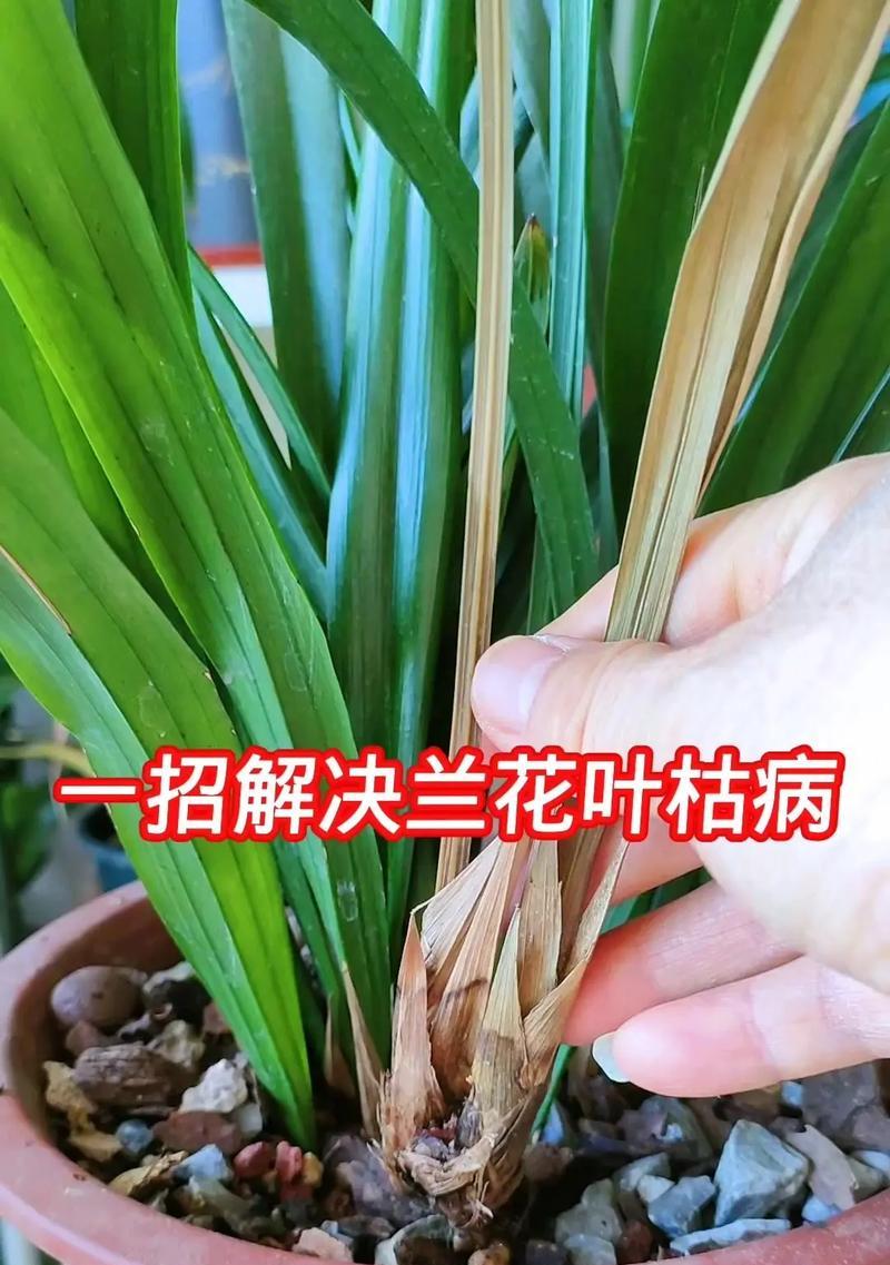 花叶子垂下的原因及其意义（揭秘花叶子垂下的奥秘，探寻它们的隐藏意义）-第3张图片-绿意生活