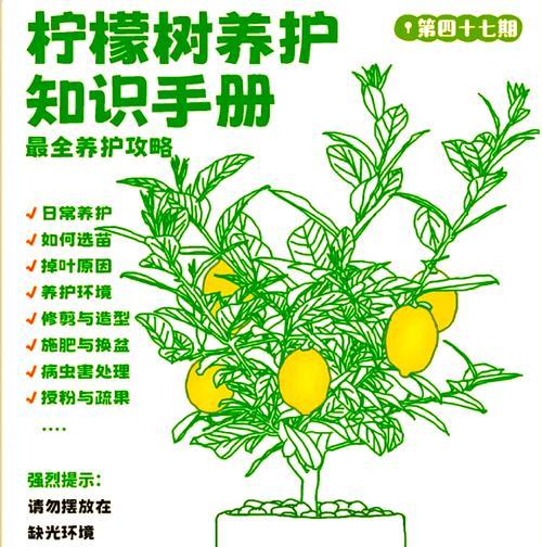 柠檬叶子枯黄的处理方法（如何挽救柠檬树叶子枯黄的情况）-第1张图片-绿意生活
