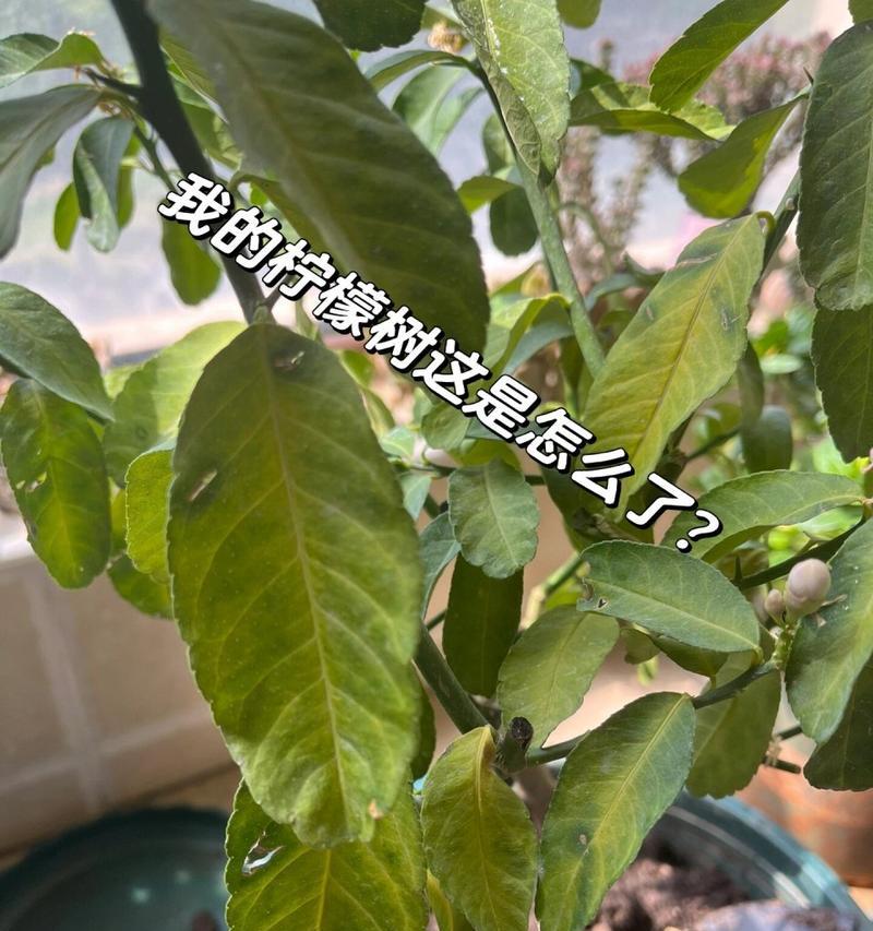柠檬叶子枯黄的处理方法（如何挽救柠檬树叶子枯黄的情况）-第2张图片-绿意生活