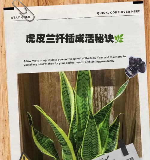 如何防治虎皮兰根腐烂（教你有效地护理虎皮兰，远离根腐烂困扰）-第3张图片-绿意生活