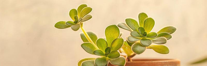 如何培养以莲花掌年年开花（了解关键技巧，让您的以莲花掌绽放不停）-第1张图片-绿意生活