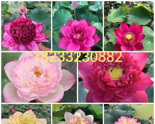 如何培养以莲花掌年年开花（了解关键技巧，让您的以莲花掌绽放不停）-第2张图片-绿意生活