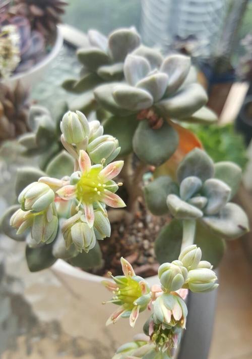 如何培养以莲花掌年年开花（了解关键技巧，让您的以莲花掌绽放不停）-第3张图片-绿意生活