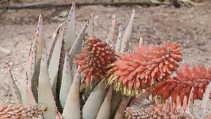 芦荟种植指南（地栽方法、注意事项与收获技巧）-第3张图片-绿意生活