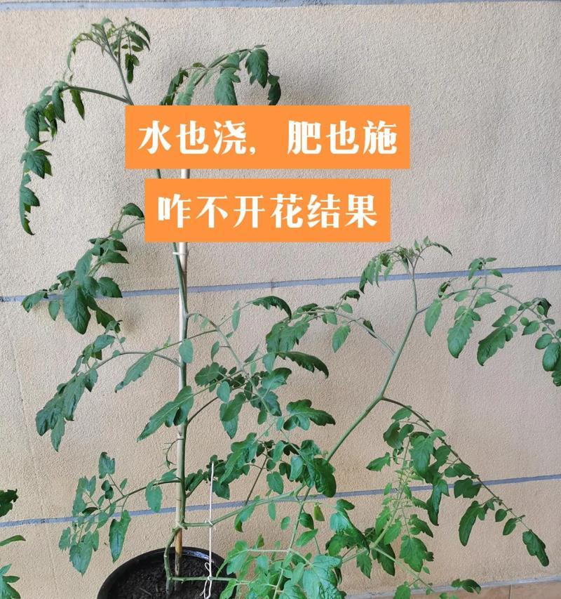 室内种植圣女果（圣女果种植指南，让你在室内也能尝到新鲜甜美的果实）-第1张图片-绿意生活