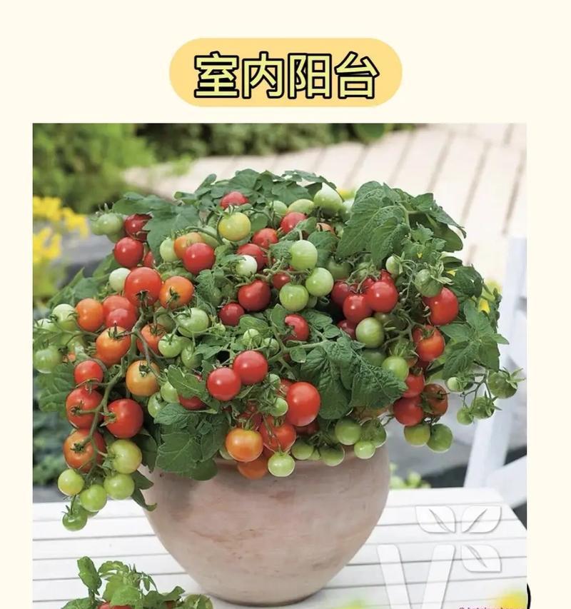 室内种植圣女果（圣女果种植指南，让你在室内也能尝到新鲜甜美的果实）-第3张图片-绿意生活