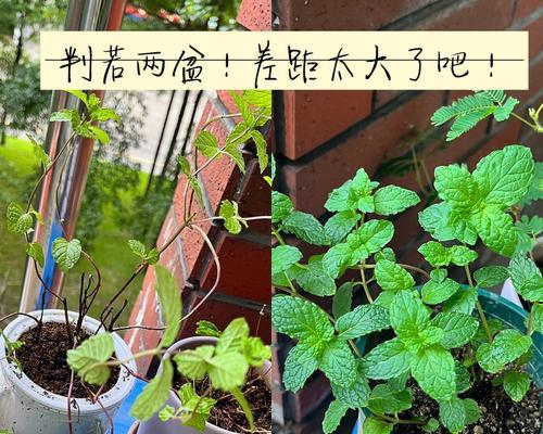 从薄荷叶水培到土培（水培转土培）-第2张图片-绿意生活