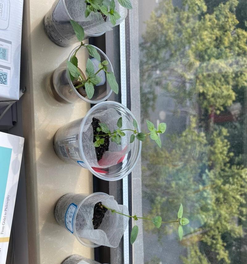 从薄荷叶水培到土培（水培转土培）-第3张图片-绿意生活