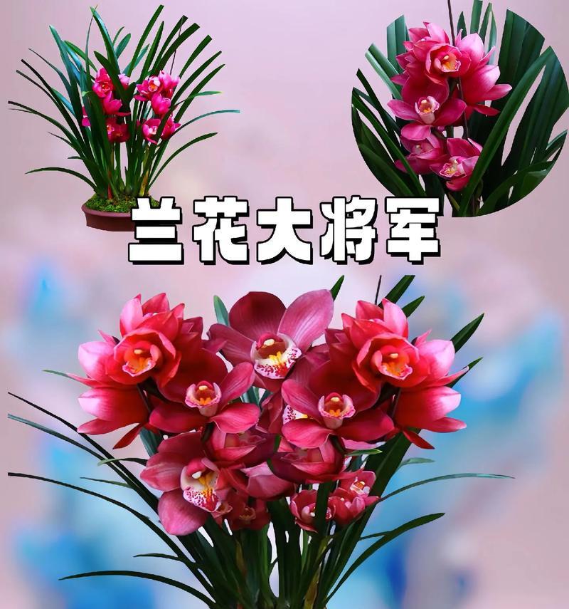 盆栽黄兰花的冬季养护指南（打造温暖的冬季家园，绽放盆栽黄兰花的璀璨之美）-第3张图片-绿意生活