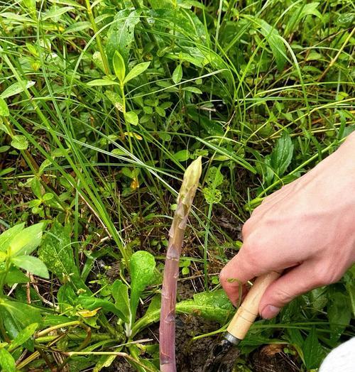 芦笋的生长环境（探究芦笋生长的最佳条件及其适应能力）-第2张图片-绿意生活