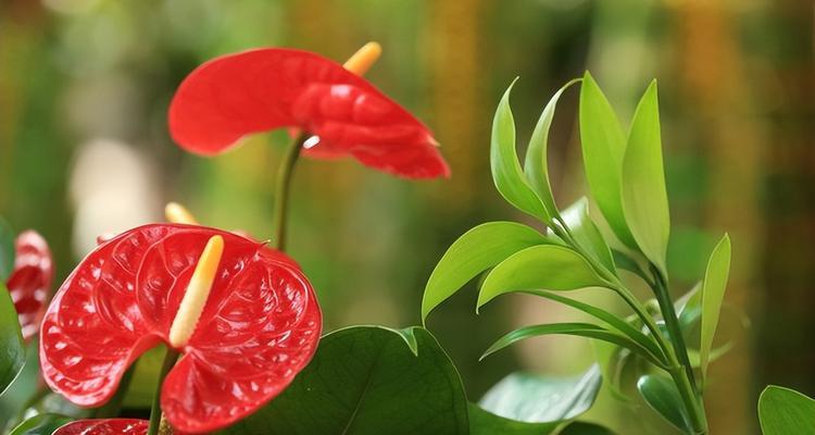 红掌肥料选择指南（掌握正确的施肥方法，让红掌茁壮成长）-第2张图片-绿意生活
