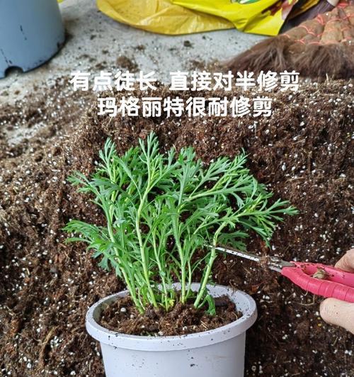玛格丽特大修剪指南（打造美丽庭院的秘诀与技巧）-第2张图片-绿意生活
