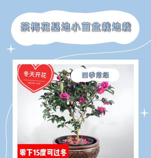 探索茶梅斑点的成因与治疗方法（预防斑点的关键是从生活习惯做起）-第1张图片-绿意生活