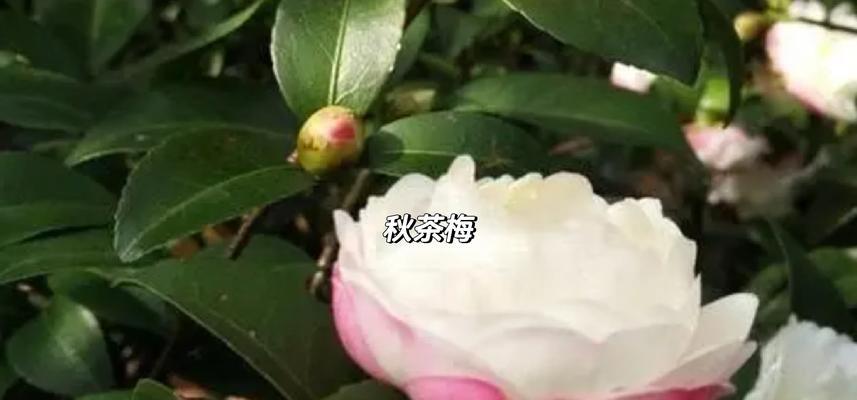 探索茶梅斑点的成因与治疗方法（预防斑点的关键是从生活习惯做起）-第2张图片-绿意生活