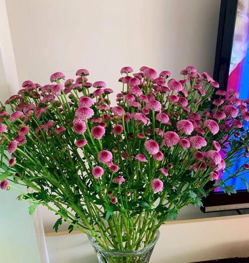 探寻雏菊的象征意义（花中的微妙感悟）-第3张图片-绿意生活