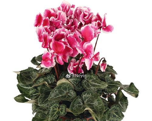 以仙客来怎么换盆，让您的植物焕发新生机（掌握换盆技巧，让植物健康成长）-第2张图片-绿意生活