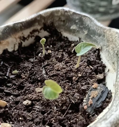 以仙客来怎么换盆，让您的植物焕发新生机（掌握换盆技巧，让植物健康成长）-第3张图片-绿意生活