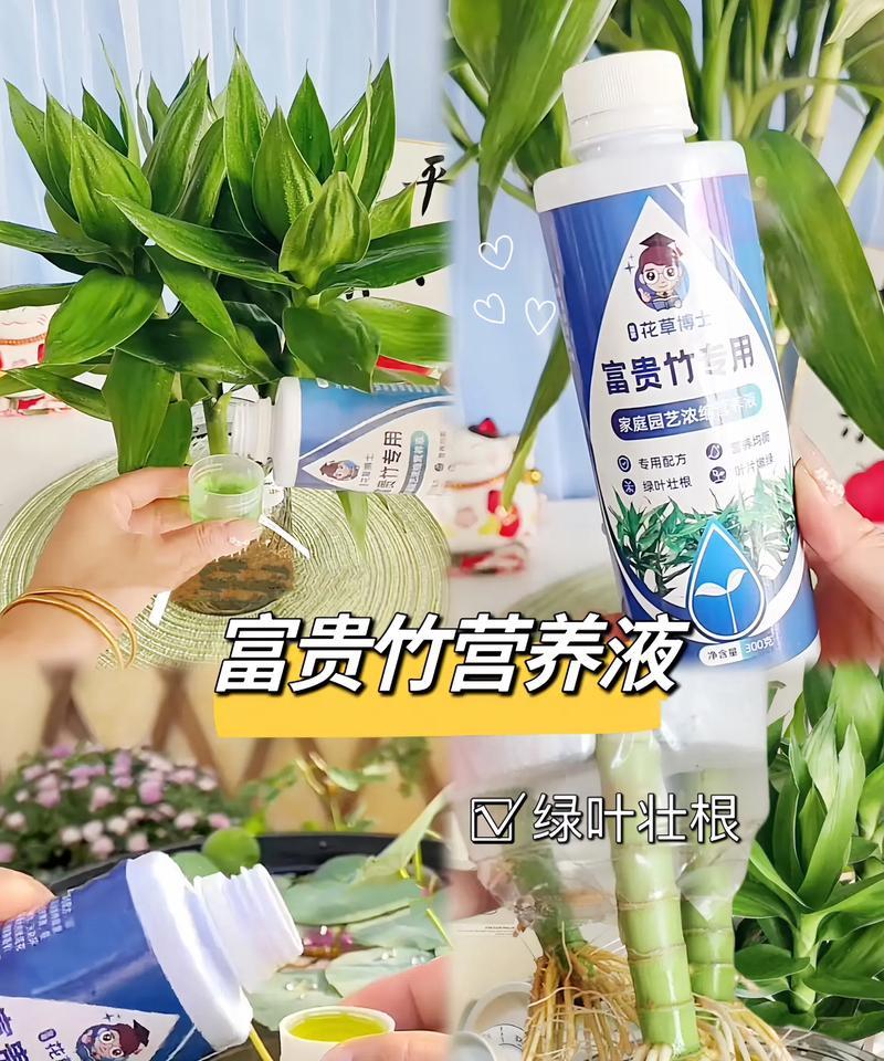 如何正确浇水养护富贵竹（掌握正确的浇水方法，让富贵竹更健康）-第1张图片-绿意生活
