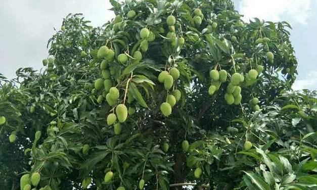 芒果树的生长环境与地方条件（探究芒果树的生态特点与栽培技巧）-第2张图片-绿意生活