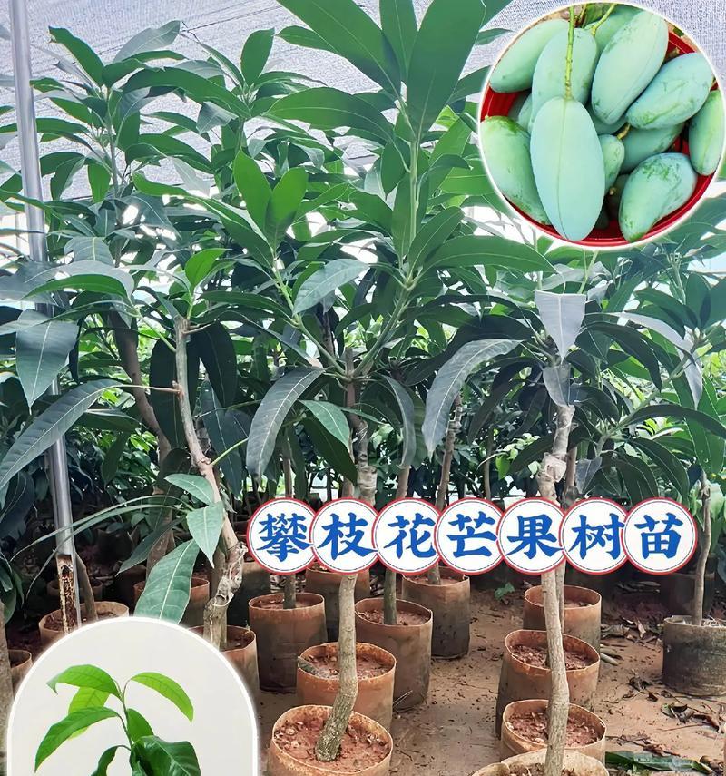 芒果树的生长环境与地方条件（探究芒果树的生态特点与栽培技巧）-第3张图片-绿意生活