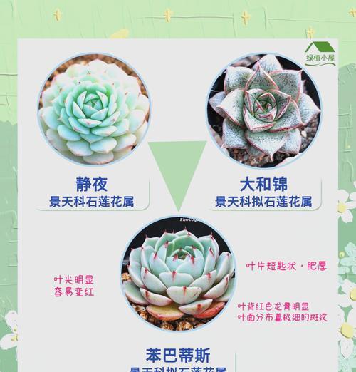 以棱镜杂多肉繁殖技巧大揭秘（如何利用棱镜杂多肉繁殖出更多可爱的植株）-第2张图片-绿意生活