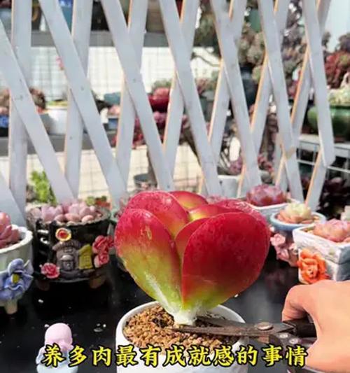 以棱镜杂多肉繁殖技巧大揭秘（如何利用棱镜杂多肉繁殖出更多可爱的植株）-第1张图片-绿意生活