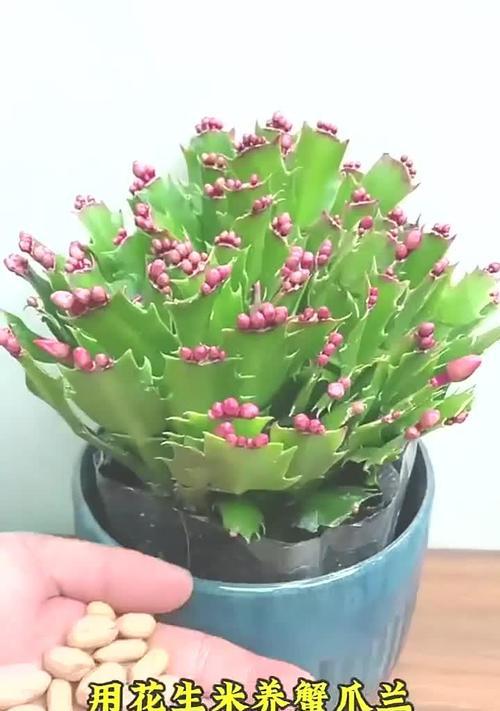 如何正确养护螃蟹爪花（学会掌握适宜的环境和营养，让螃蟹爪花欢快绽放）-第2张图片-绿意生活