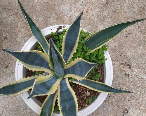 龙舌兰叶子的栽培全指南（从种植到繁殖，一起探索龙舌兰叶子的秘密）-第2张图片-绿意生活