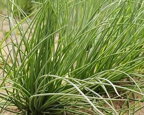 探秘神秘的沙葱植物（揭开沙葱的生长环境、特点与应用）-第2张图片-绿意生活