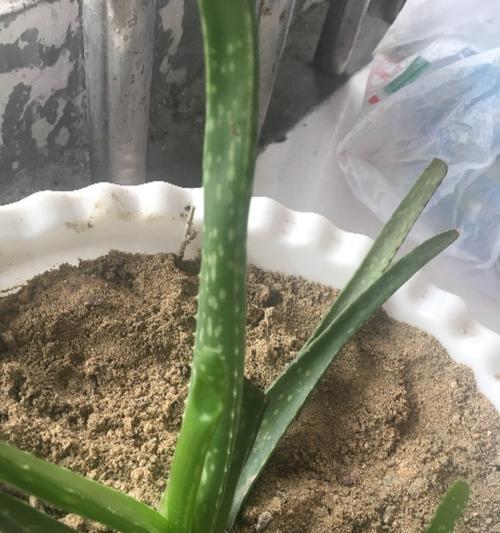 芦荟叶的功效与使用方法（探寻芦荟叶的天然奇迹）-第2张图片-绿意生活