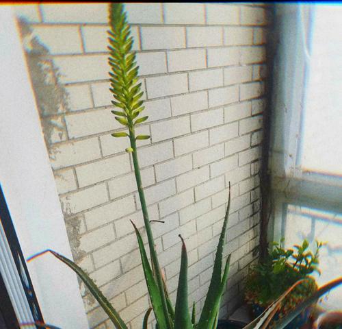 芦荟叶的功效与使用方法（探寻芦荟叶的天然奇迹）-第1张图片-绿意生活