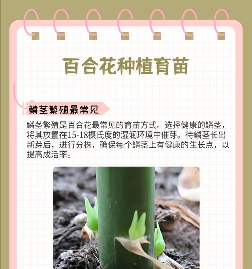 百合花种子的培育与繁殖（百合花种子的播种技巧及注意事项）-第1张图片-绿意生活