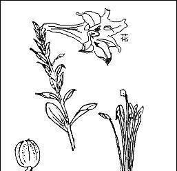 百合花种子的培育与繁殖（百合花种子的播种技巧及注意事项）-第2张图片-绿意生活