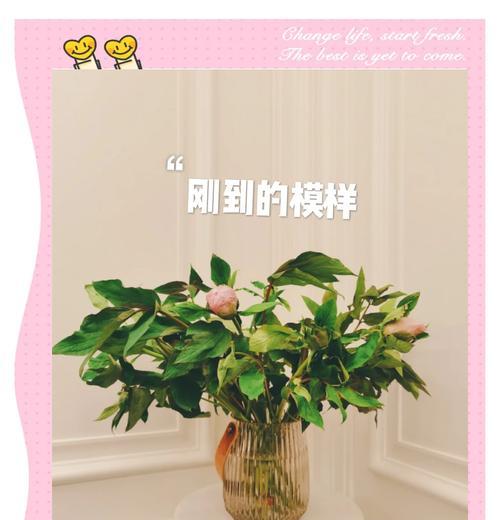 用水养盆（室内外盆栽，用水养出缤纷花海）-第1张图片-绿意生活