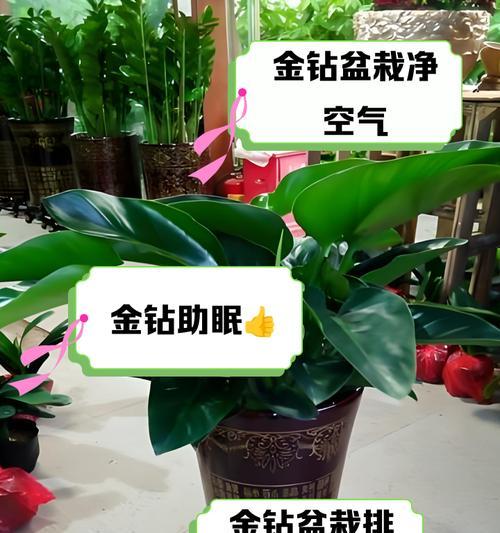 金钻栽种之全攻略（从种子到枝叶，打造极致繁茂的金钻花园）-第2张图片-绿意生活