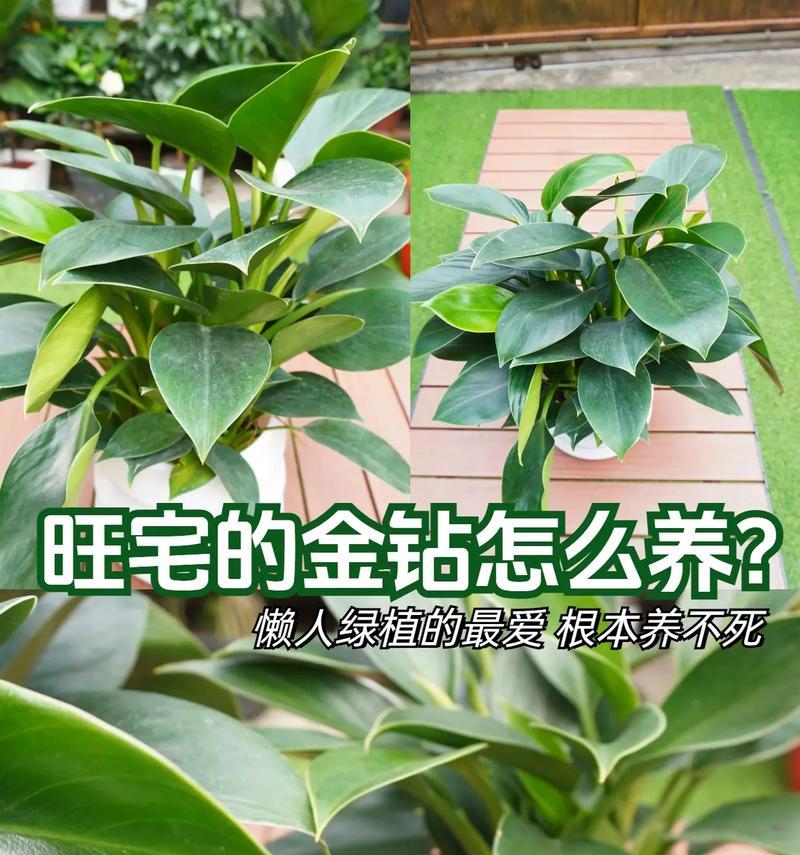 金钻栽种之全攻略（从种子到枝叶，打造极致繁茂的金钻花园）-第3张图片-绿意生活