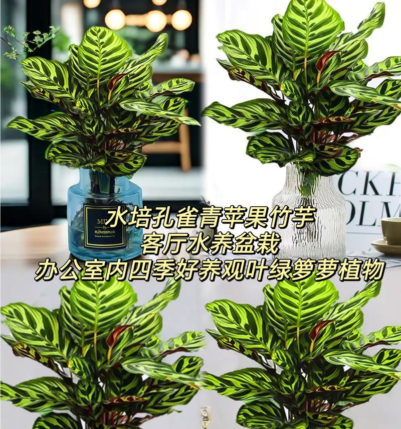 水培竹芋卷叶的栽培方法与注意事项（打造迷人绿植，学习水培竹芋卷叶的养殖技巧）-第2张图片-绿意生活