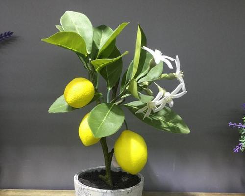 柠檬树根系发达的原因及其重要性（探究柠檬树根系的结构和功能）-第1张图片-绿意生活