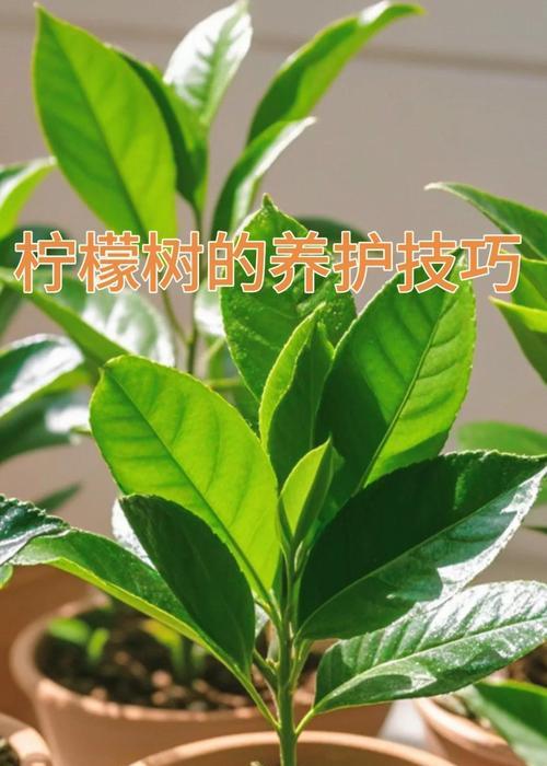 柠檬树根系发达的原因及其重要性（探究柠檬树根系的结构和功能）-第2张图片-绿意生活