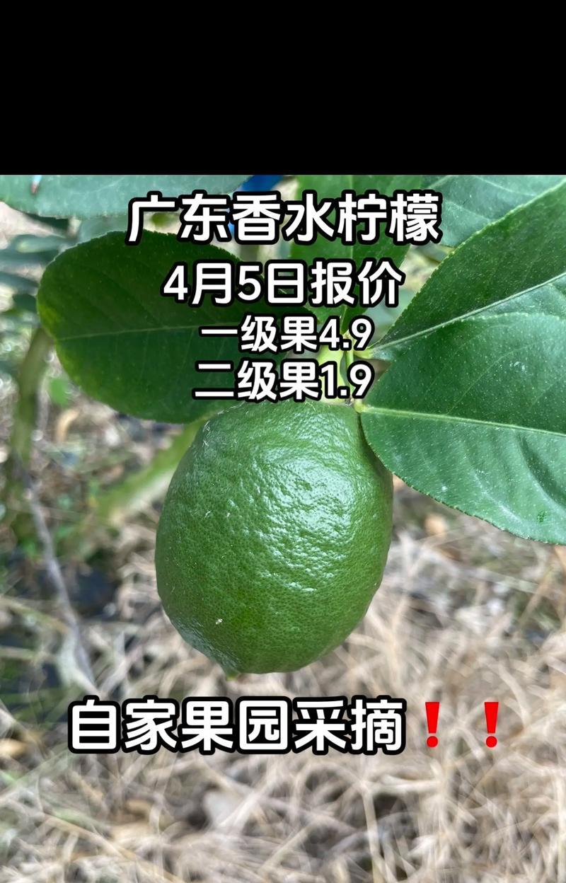 柠檬成熟上市时间及相关知识解析（柠檬成熟的标志和注意事项，）-第3张图片-绿意生活