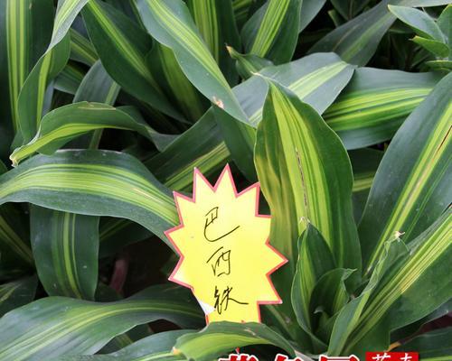 以巴西铁树的繁殖方法——扦插技巧（掌握关键步骤，轻松繁衍巴西铁树）-第2张图片-绿意生活