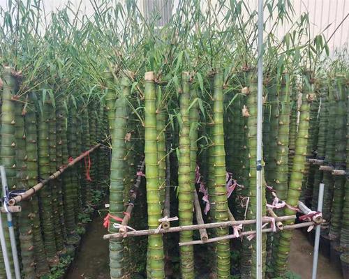 佛肚竹冬季掉叶原因及应对方法（佛肚竹冬季掉叶的原因分析与解决方案）-第1张图片-绿意生活