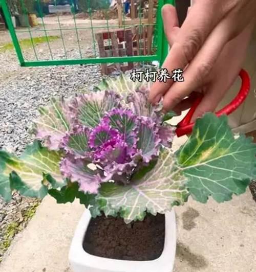 以羽衣甘蓝怎么养活（养殖羽衣甘蓝的关键技巧与注意事项）-第2张图片-绿意生活
