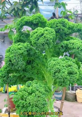 以羽衣甘蓝怎么养活（养殖羽衣甘蓝的关键技巧与注意事项）-第1张图片-绿意生活