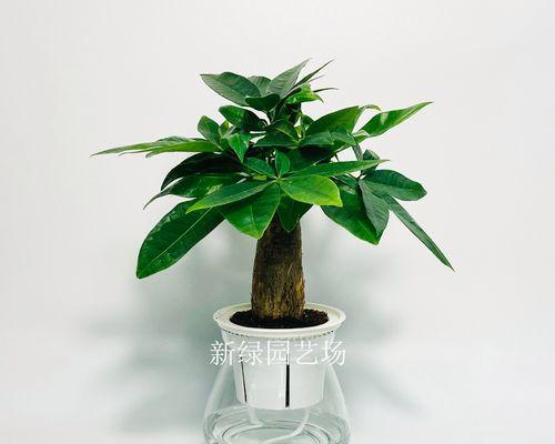 发财树的甲醛吸收能力（揭秘发财树的环保特性，让它成为室内空气净化的“神器”）-第3张图片-绿意生活
