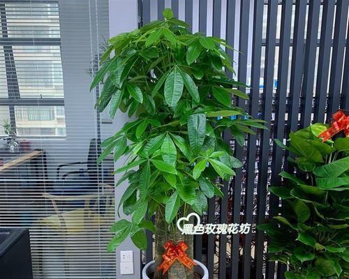 发财树的甲醛吸收能力（揭秘发财树的环保特性，让它成为室内空气净化的“神器”）-第2张图片-绿意生活