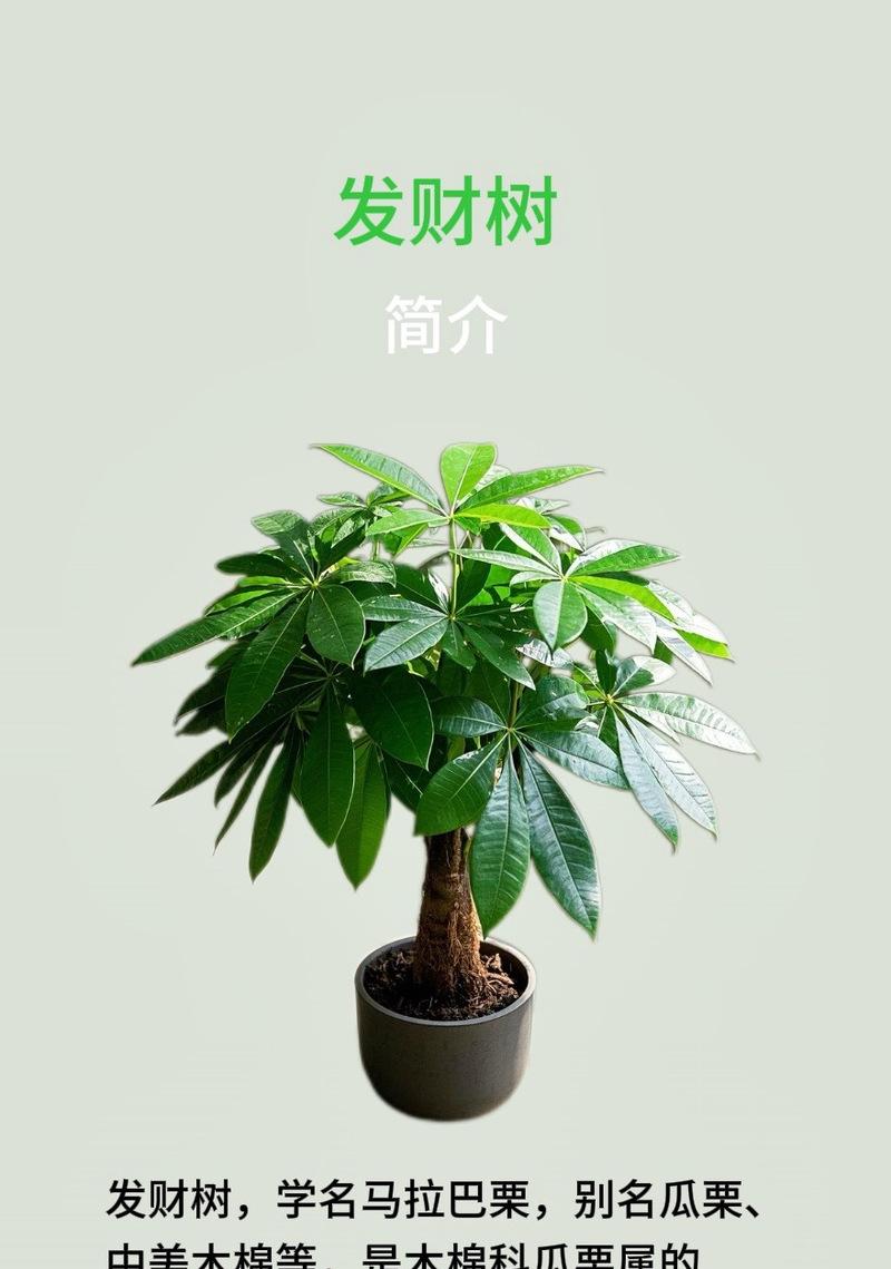 发财树的甲醛吸收能力（揭秘发财树的环保特性，让它成为室内空气净化的“神器”）-第1张图片-绿意生活