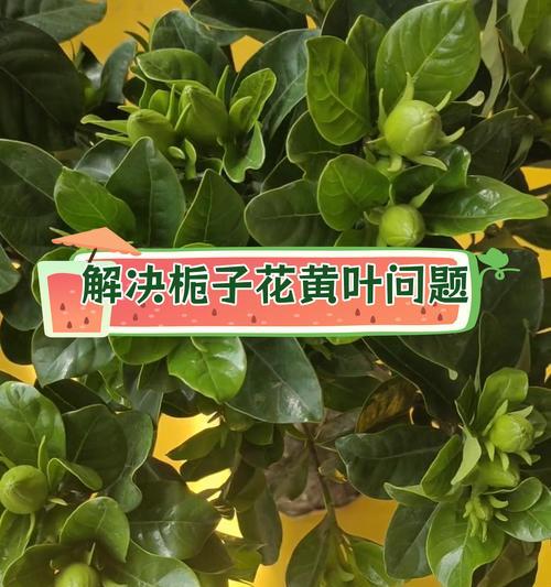 栀子叶子尖干枯的原因及解决方法（栀子叶子尖为什么会干枯？如何有效解决？）-第3张图片-绿意生活