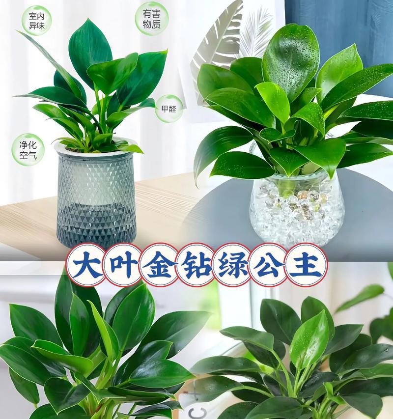 大叶盆栽修剪的技巧与方法（打造美丽健康的大叶盆栽——修剪要点与注意事项）-第1张图片-绿意生活